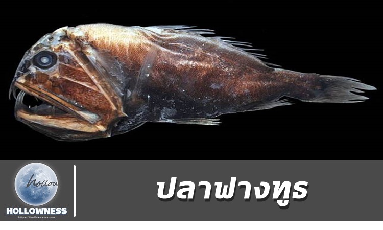 ปลาฟางทูธ