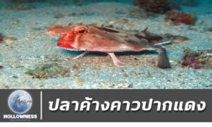 ปลาค้างคาวปากแดง