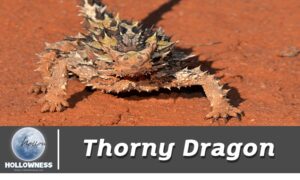 Thorny Dragon