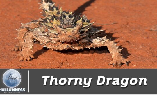Thorny Dragon