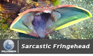 ปลา Sarcastic Fringehead