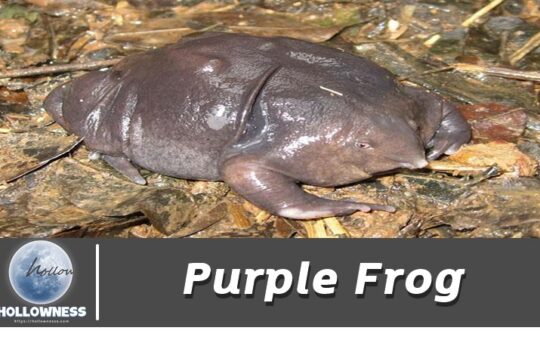 Purple frog