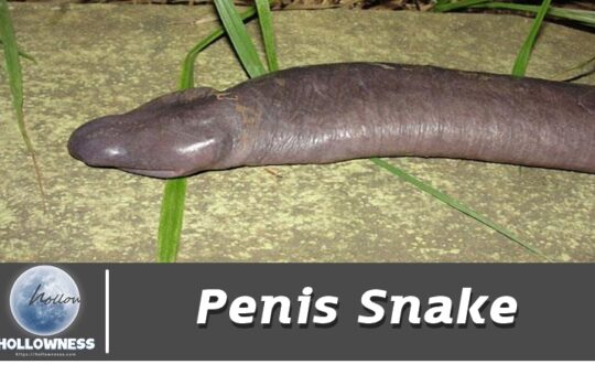 Penis Snake