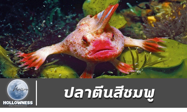 ปลาตีนสีชมพู