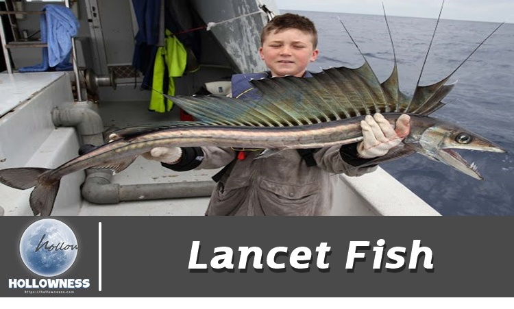 Lancet Fish
