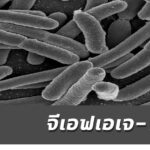 จีเอฟเอเจ–1 แบคทีเรียเอ็กซ์ทรีมโมไฟล์ชนิดนี้อาศัยแยกตัวออกจากทะเลสาบมอนอ